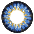 Sweety Chrysanthemum Blue